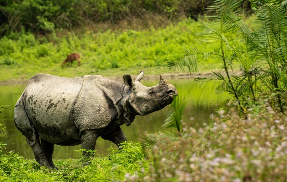 Assam Tea & Wildlife – Guwahati – Kaziranga – Jorhat – Majuli