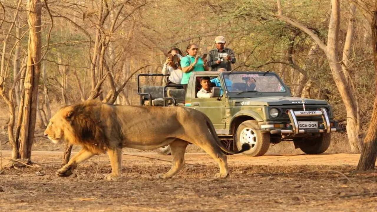 Gir Wildlife Safari & Asiatic Lion Experience