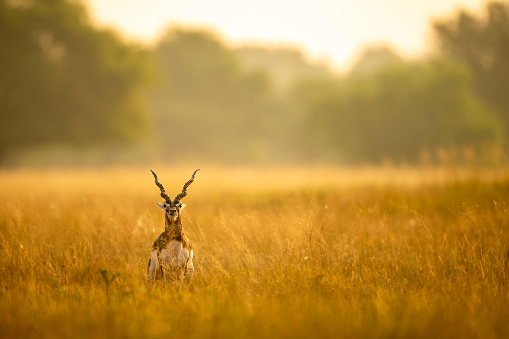 Gir – Velavadar Wildlife & Nature Escape