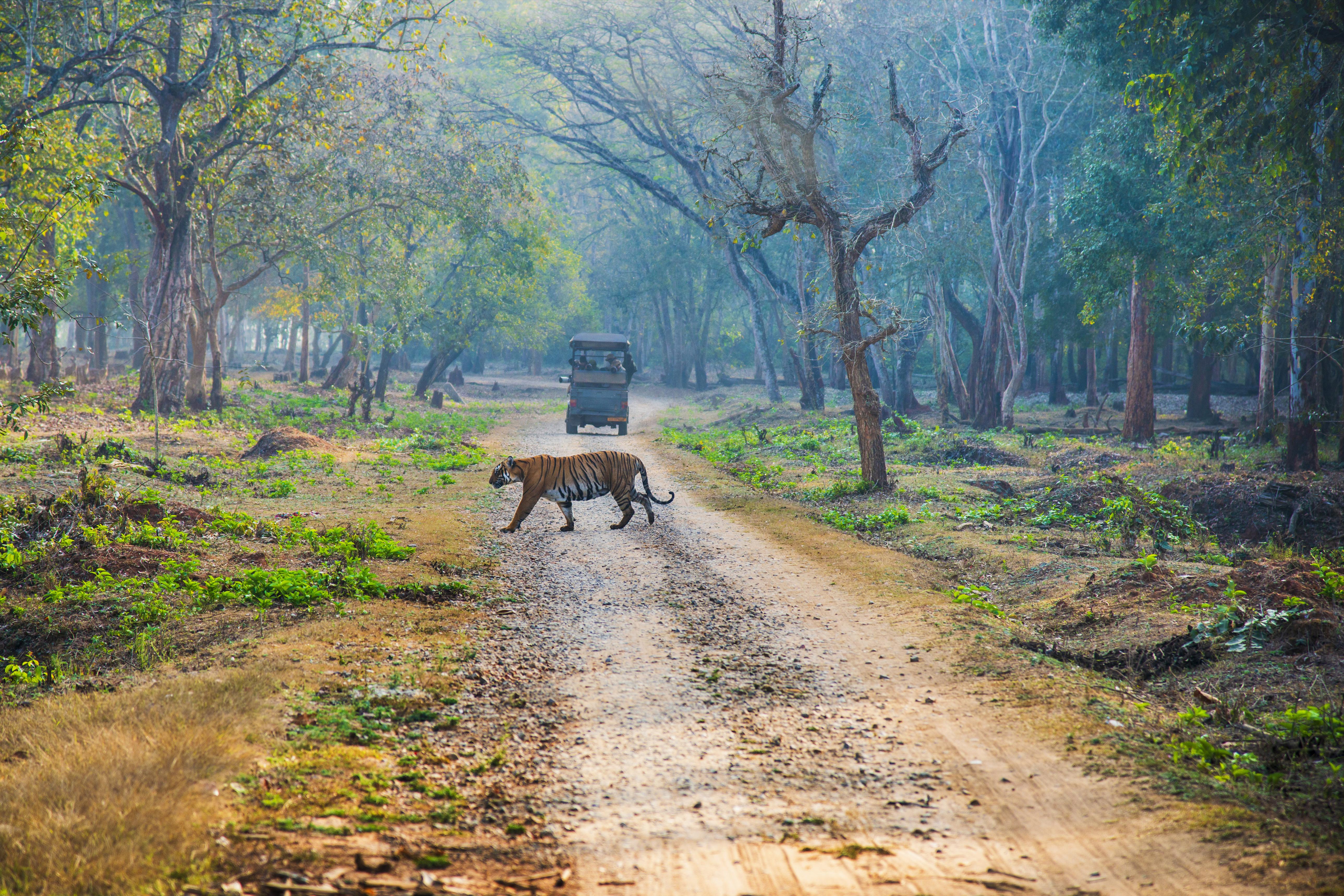 Kabini – Nagarhole