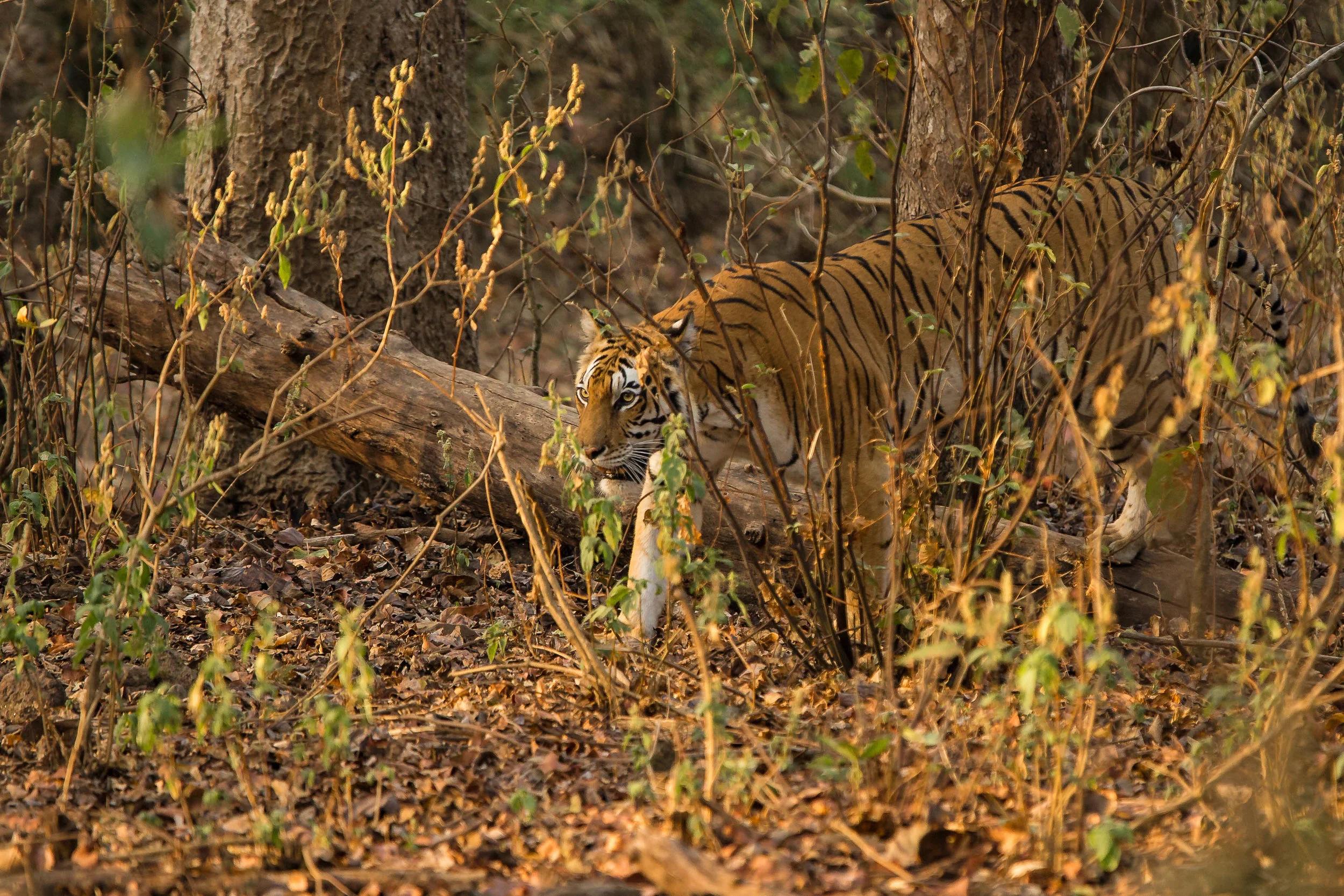 Kanha National Park