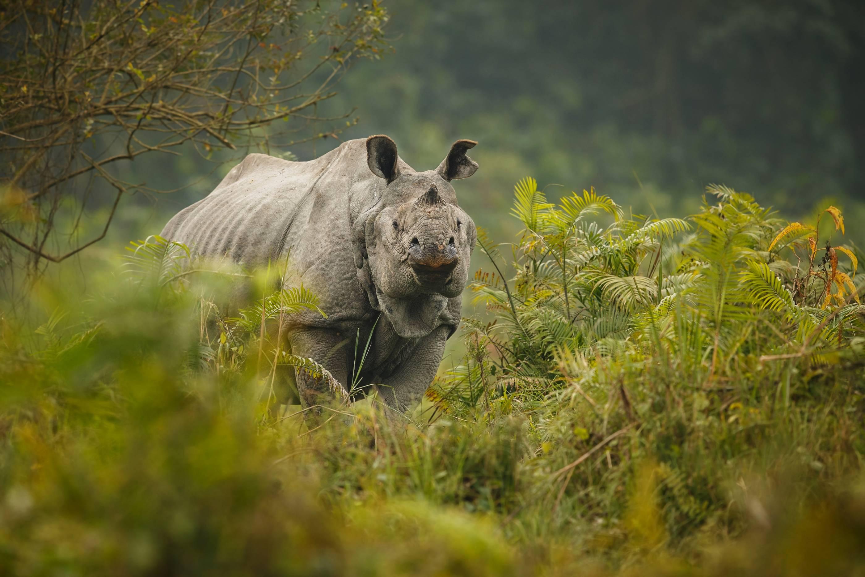Kaziranga & Shillong – Wildlife to Hills