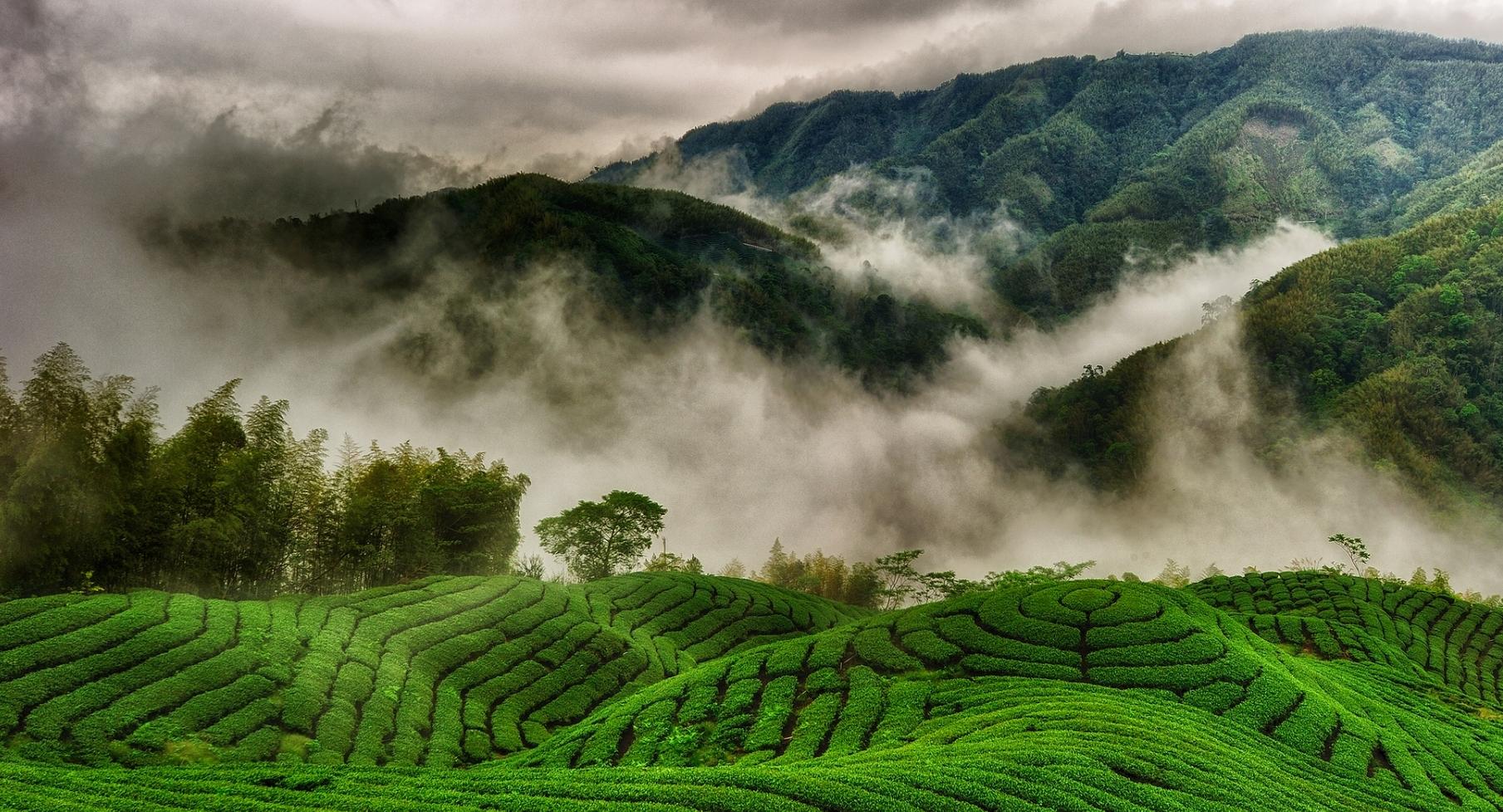 Munnar – Thekkady